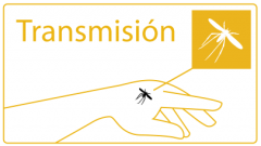 Transmission of leishmaniasis: fly biting a hand
